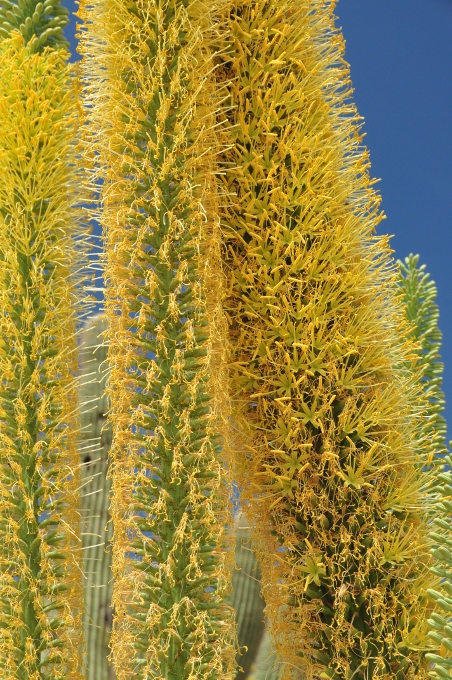 the tall yellow stalks of an agave century plant